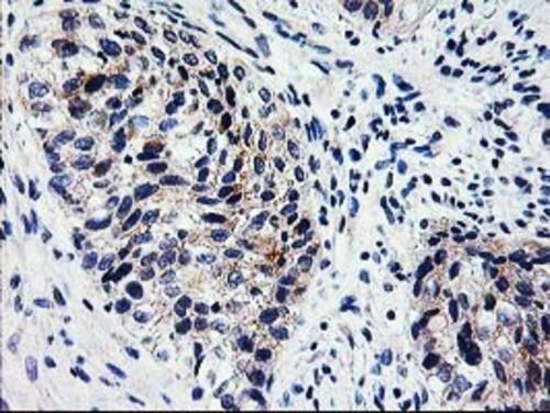 XPNPEP3 Antibody (OTI5G2) Immunohistochemistry;XPNPEP3 Antibody (OTI5G2)[NBP3-44640]-