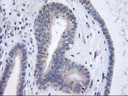 XPNPEP3 Antibody (OTI5G2) Immunohistochemistry;XPNPEP3 Antibody (OTI5G2)[NBP3-44640]-