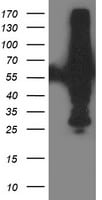 XPNPEP3 Antibody (OTI5G2) Western Blot;XPNPEP3 Antibody (OTI5G2)[NBP3-44640]-