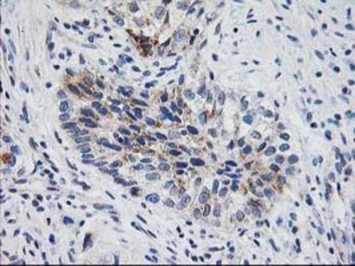 XPNPEP3 Antibody (OTI4B8) Immunohistochemistry;XPNPEP3 Antibody (OTI4B8)[NBP3-44641]-