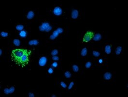 XPNPEP3 Antibody (OTI2D5) Immunocytochemistry/ Immunofluorescence;XPNPEP3 Antibody (OTI2D5)[NBP3-44642]-