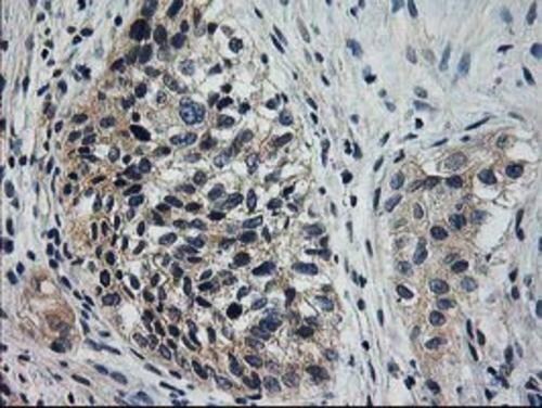 XPNPEP3 Antibody (OTI2D5) Immunohistochemistry;XPNPEP3 Antibody (OTI2D5)[NBP3-44642]-