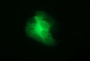 Tyrosine Hydroxylase Antibody (OTI1D8) Immunocytochemistry/ Immunofluorescence;Tyrosine Hydroxylase Antibody (OTI1D8)[NBP3-44656]-