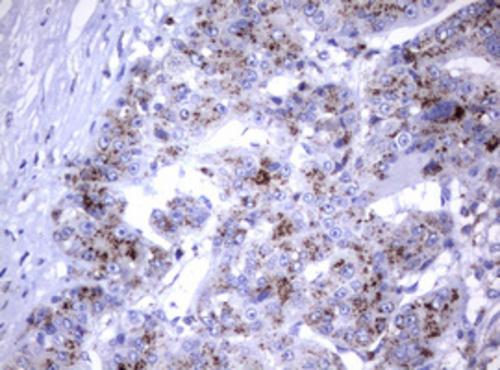 NEU-1/Sialidase-1 Antibody (OTI3B3) Immunohistochemistry;NEU-1/Sialidase-1 Antibody (OTI3B3)[NBP3-44669]-