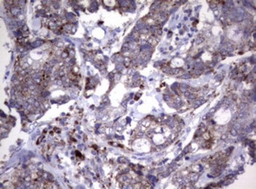 NEU-1/Sialidase-1 Antibody (OTI3B3) Immunohistochemistry;NEU-1/Sialidase-1 Antibody (OTI3B3)[NBP3-44669]-