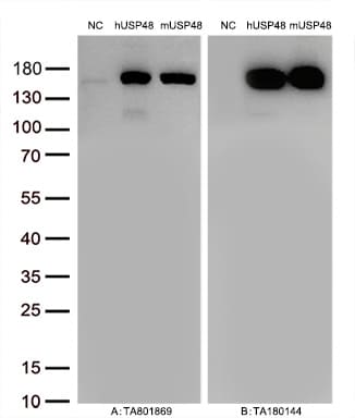 USP48 Antibody (OTI1F10) Western Blot;USP48 Antibody (OTI1F10)[NBP3-44676]-