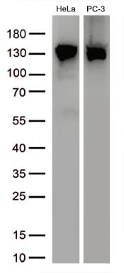 USP48 Antibody (OTI1F10) Western Blot;USP48 Antibody (OTI1F10)[NBP3-44676]-