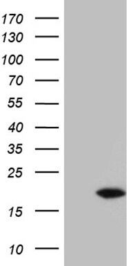 POLR2F Antibody (OTI2F2) Western Blot;POLR2F Antibody (OTI2F2)[NBP3-44696]-
