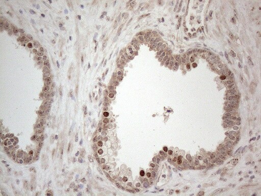 HMGB4 Antibody (OTI5G3) Immunohistochemistry;HMGB4 Antibody (OTI5G3)[NBP3-44707]-