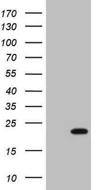 HMGB4 Antibody (OTI5G3) Western Blot;HMGB4 Antibody (OTI5G3)[NBP3-44707]-