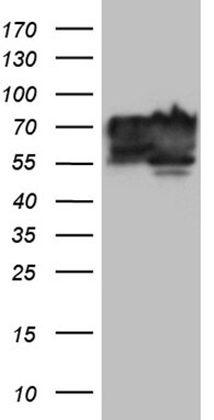 BNIPL Antibody (OTI9C1) Western Blot;BNIPL Antibody (OTI9C1)[NBP3-44726]-