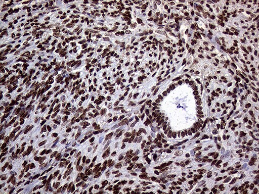 TRMT5 Antibody (OTI1B5) Immunohistochemistry;TRMT5 Antibody (OTI1B5)[NBP3-44733]-