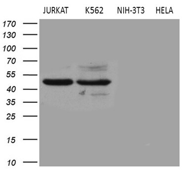BLZF1 Antibody (OTI8E8) Western Blot;BLZF1 Antibody (OTI8E8)[NBP3-44734]-