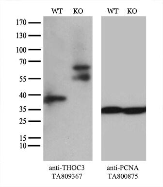 THOC3 Antibody (OTI4H6) Western Blot;THOC3 Antibody (OTI4H6)[NBP3-44742]-