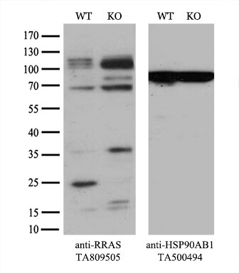 RRAS Antibody (OTI2B7) Western Blot;RRAS Antibody (OTI2B7)[NBP3-44764]-