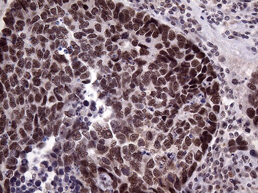 Lhx4 Antibody (OTI1C7) Immunohistochemistry;Lhx4 Antibody (OTI1C7)[NBP3-44780]-