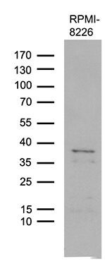 FAM170A Antibody (OTI3A12) Western Blot;FAM170A Antibody (OTI3A12)[NBP3-44799]-