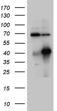 HOXC4 Antibody (OTI2D5) Western Blot;HOXC4 Antibody (OTI2D5)[NBP3-44812]-