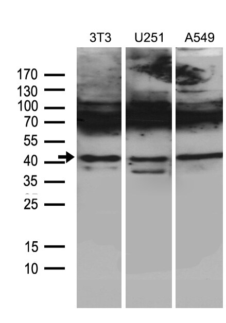 HOXC4 Antibody (OTI2D5) Western Blot;HOXC4 Antibody (OTI2D5)[NBP3-44812]-