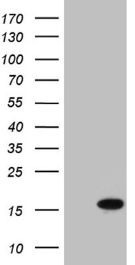 SH3BGRL Antibody (OTI1E5) Western Blot;SH3BGRL Antibody (OTI1E5)[NBP3-44813]-