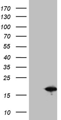 SH3BGRL Antibody (OTI2H5) Western Blot;SH3BGRL Antibody (OTI2H5)[NBP3-44818]-