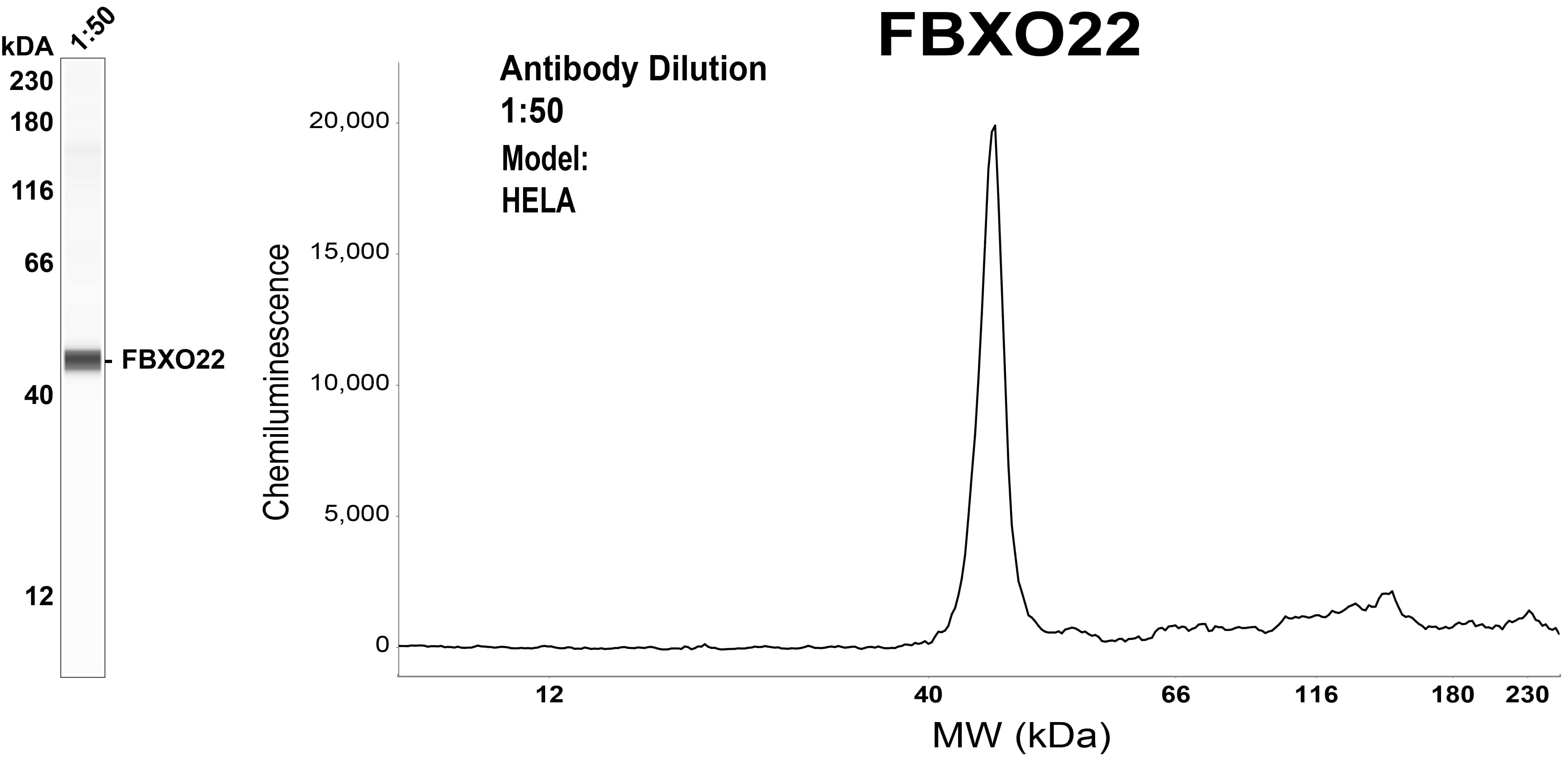 FBXO22 Antibody (OTI1H1) Simple Western;FBXO22 Antibody (OTI1H1)[NBP3-44826]-