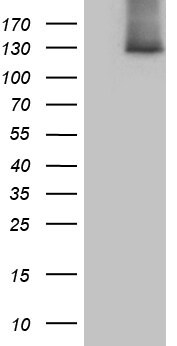 SUPT16H Antibody (OTI8A1) Western Blot;SUPT16H Antibody (OTI8A1)[NBP3-44829]-