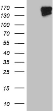 FYCO1 Antibody (OTI8G7) Western Blot;FYCO1 Antibody (OTI8G7)[NBP3-44835]-
