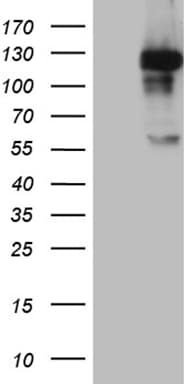 JIP1 Antibody (OTI8H5) Western Blot;JIP1 Antibody (OTI8H5)[NBP3-44841]-
