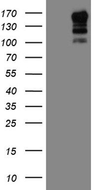 USP40 Antibody (OTI8F8) Western Blot;USP40 Antibody (OTI8F8)[NBP3-44842]-