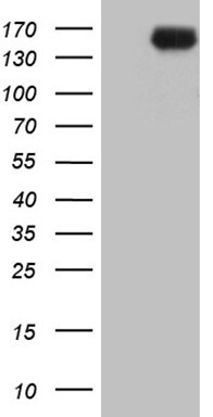 INPP5F Antibody (OTI1D4) Western Blot;INPP5F Antibody (OTI1D4)[NBP3-44844]-