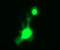 gamma C Crystallin Antibody (OTI1D6) Immunocytochemistry/ Immunofluorescence;gamma C Crystallin Antibody (OTI1D6)[NBP3-44856]-