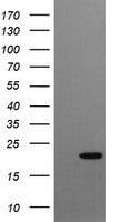 gamma C Crystallin Antibody (OTI1D6) Western Blot;gamma C Crystallin Antibody (OTI1D6)[NBP3-44856]-
