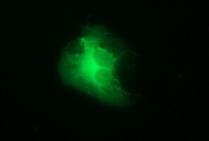 Tyrosine Hydroxylase Antibody (OTI1D8) Immunocytochemistry/ Immunofluorescence;Tyrosine Hydroxylase Antibody (OTI1D8)[NBP3-44863]-