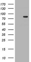DNA Polymerase iota Antibody (OTI1H9) Western Blot;DNA Polymerase iota Antibody (OTI1H9)[NBP3-44867]-
