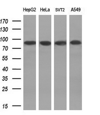 DNA Polymerase iota Antibody (OTI3B5) Western Blot;DNA Polymerase iota Antibody (OTI3B5)[NBP3-44874]-