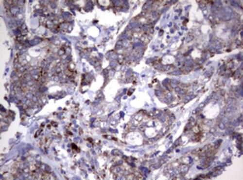 NEU-1/Sialidase-1 Antibody (OTI3B3)