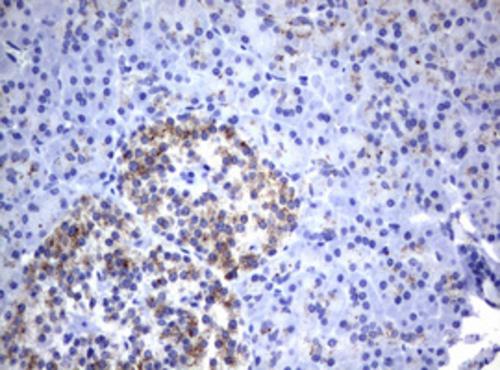 NEU-1/Sialidase-1 Antibody (OTI3B3)