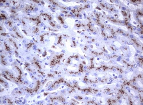 NEU-1/Sialidase-1 Antibody (OTI3B3) Immunohistochemistry;NEU-1/Sialidase-1 Antibody (OTI3B3)[NBP3-44875]-