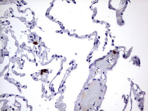 USP48 Antibody (OTI1F10) Immunohistochemistry;USP48 Antibody (OTI1F10)[NBP3-44883]-