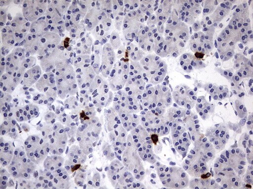 USP48 Antibody (OTI1F10) Immunohistochemistry;USP48 Antibody (OTI1F10)[NBP3-44883]-
