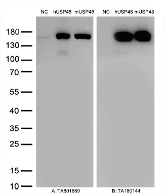 USP48 Antibody (OTI1F10) Western Blot;USP48 Antibody (OTI1F10)[NBP3-44883]-