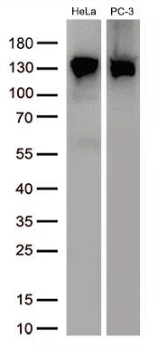 USP48 Antibody (OTI1F10) Western Blot;USP48 Antibody (OTI1F10)[NBP3-44883]-