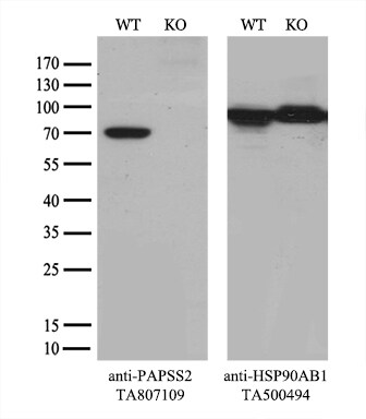 PAPSS2 Antibody (OTI3H10)