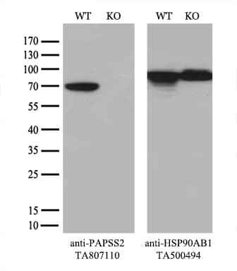 PAPSS2 Antibody (OTI5H3)