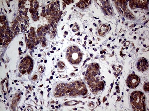 JIP1 Antibody (OTI1D9) Immunohistochemistry;JIP1 Antibody (OTI1D9)[NBP3-44895]-