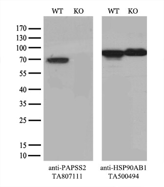 PAPSS2 Antibody (OTI1E12)