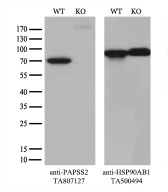 PAPSS2 Antibody (OTI6H10)