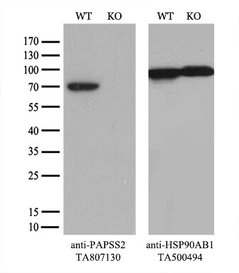 PAPSS2 Antibody (OTI2E7) Western Blot;PAPSS2 Antibody (OTI2E7)[NBP3-44899]-