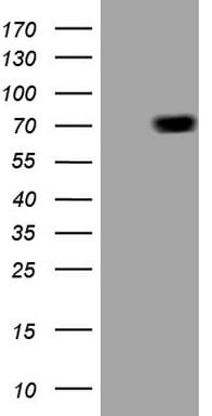 Alas1 Antibody (OTI5D5)